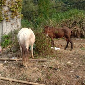 ​骡子为何不能生育