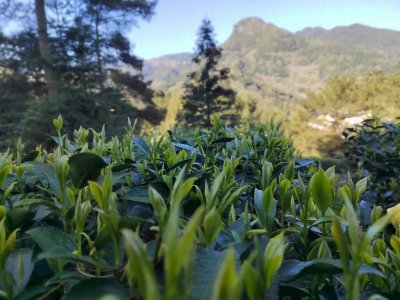 ​人生如茶的茶文案