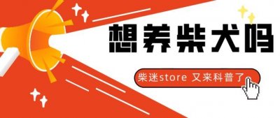 ​豆柴犬和柴犬区别，主要有这几个细节