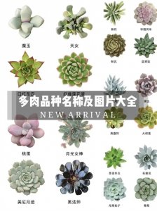 ​多肉品种名称图片大全