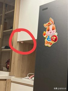 ​蓝白英短：探秘这个萌萌哒的蓝白组合