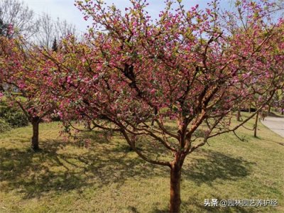 ​你对戊唑醇了解多少？