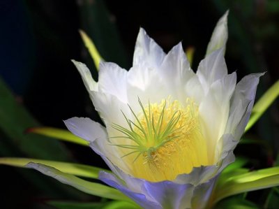 ​火龙果和霸王花很多人都分辨不清，但是还是有差异的？