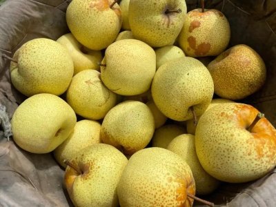 ​缓解咳嗽砀山梨的正确做法！