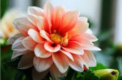 ​小丽花～花色绚丽，灼灼芳华，给人以憧憬和希望