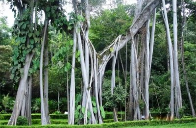​榕树的特点、生长环境、养殖技巧、注意问题