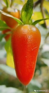 ​国内老鸦柿品种柒：天骄