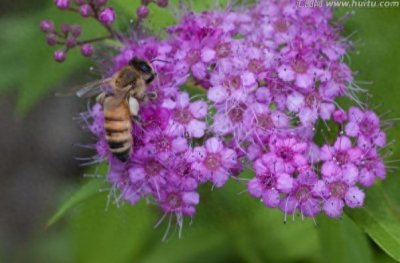 ​每天认识一种植物（72）：绣线菊——依靠努力、顽强永存人间