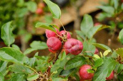 ​海棠果可以吃吗，海棠果什么时候成熟