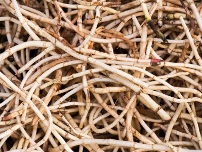 ​鱼腥草的几个别名，鱼腥草有几个品种