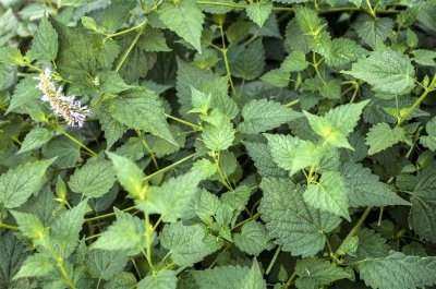 ​藿香的繁殖方法有哪些