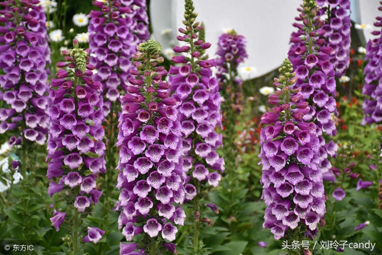 今天，我终于知道为什么说鲁冰花是母亲花了