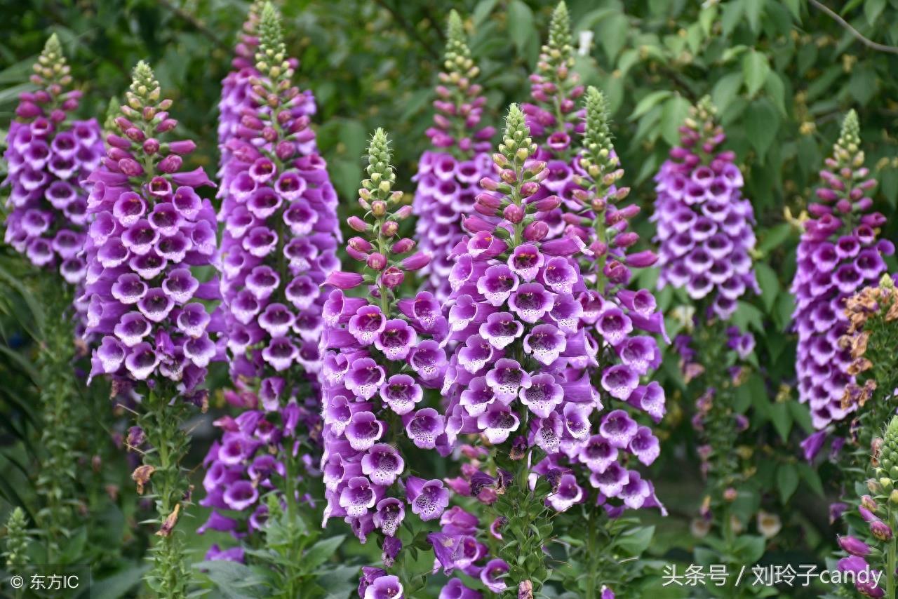 今天，我终于知道为什么说鲁冰花是母亲花了