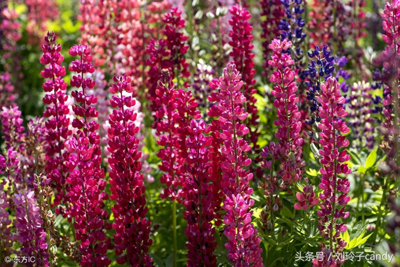 今天，我终于知道为什么说鲁冰花是母亲花了