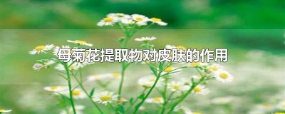 ​母菊花提取物对皮肤的作用