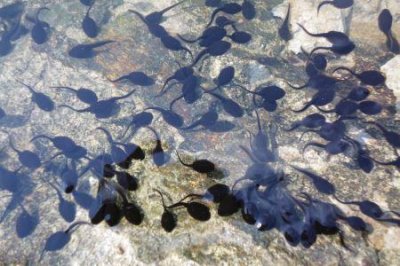 ​湘西赶尸真假事件真相 湘西赶尸真假事件