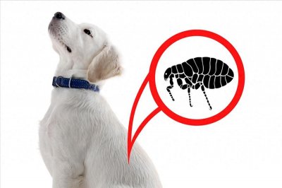 ​跳蚤最怕的6个克星，家里有宠物的你一定要看看！