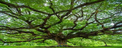 ​神仙凉粉是什么树叶子