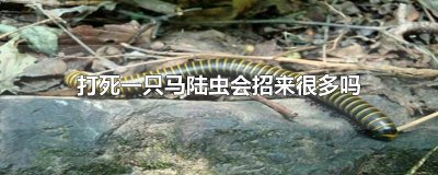 ​打死一只马陆虫会招来很多吗