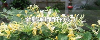 ​金银花晾晒晒干的技巧