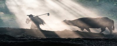 ​牛的寿命通常有多长时间