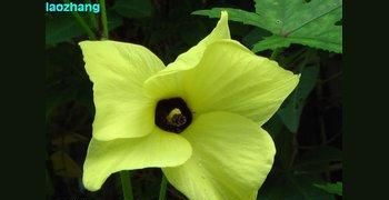 秋葵和洋辣椒的区别