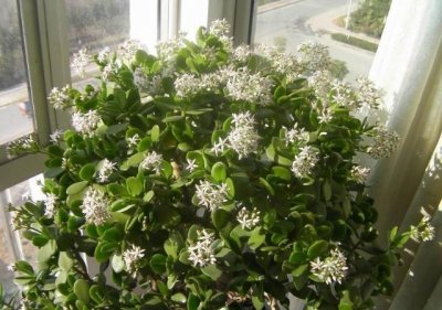 ​这两种树越养越值钱，比铜钱草好太多，许多花友看了都特别的喜欢