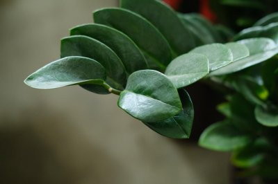 ​金钱树什么时候开花