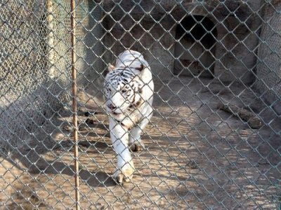 ​鍏揪宀噹鐢熷姩鐗╁洯鑰佽檸浼や汉鏈€缁堝垽鍐崇粨鏋?鍏揪宀噹鐢熷姩鐗╁