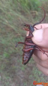 ​山水牛是什么昆虫？山水牛营养价值与功效