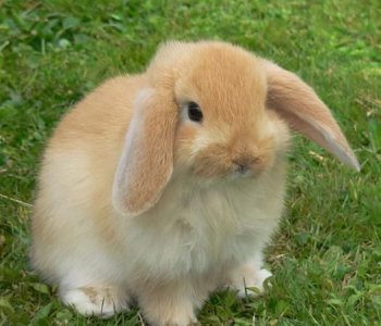 ​兔子的种类介绍,常见兔子种类及图片