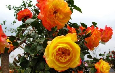 ​油烟机的废油也是养花好肥料 好用的养花窍门盘点