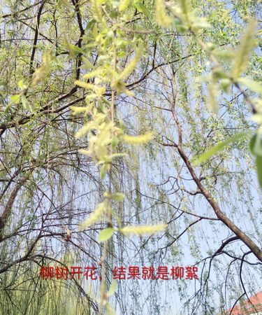 春季天空中飞舞的柳絮是植物的什么部位