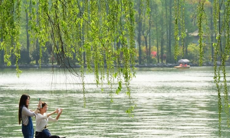 每到春天，柳絮就会漫天飞舞，那么柳絮其实是柳树的什么