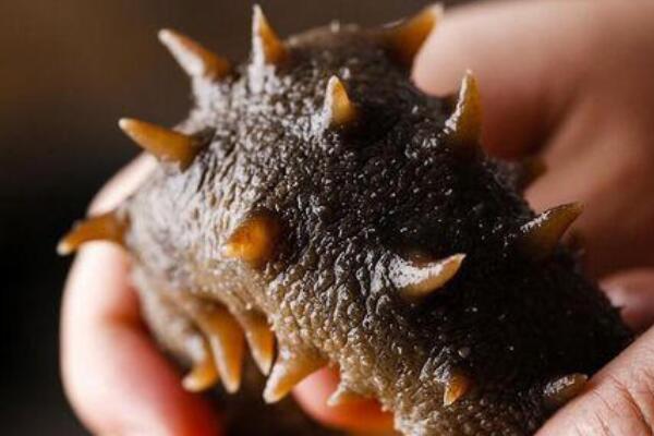 海参刺长好还是刺短好 太短没长好