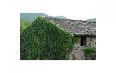 ​狮子座：独当一面的王者