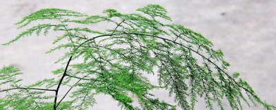 ​文竹叶尖开始发黄怎么办？