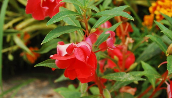 种子的传播方法,各种种子传播的方法图11