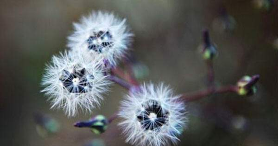 种子的传播方法,各种种子传播的方法图10