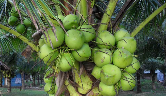 种子的传播方法,各种种子传播的方法图8