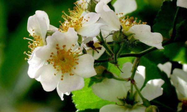 种子的传播方法,各种种子传播的方法图4