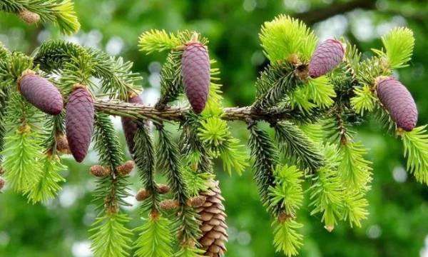 种子的传播方法,各种种子传播的方法图7