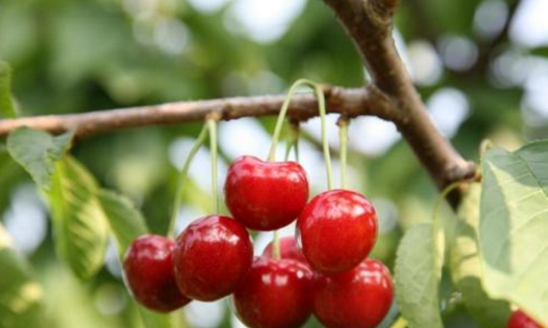 种子的传播方法,各种种子传播的方法图9