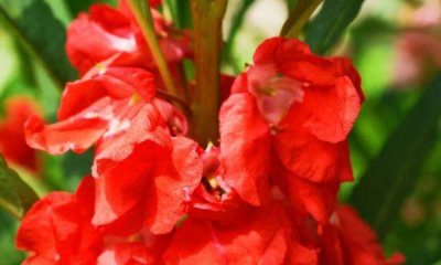 ​种子的传播方法,各种种子传播的方法