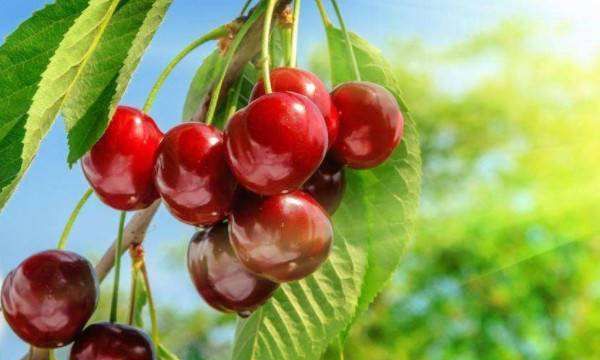 种子的传播方法,各种种子传播的方法图5