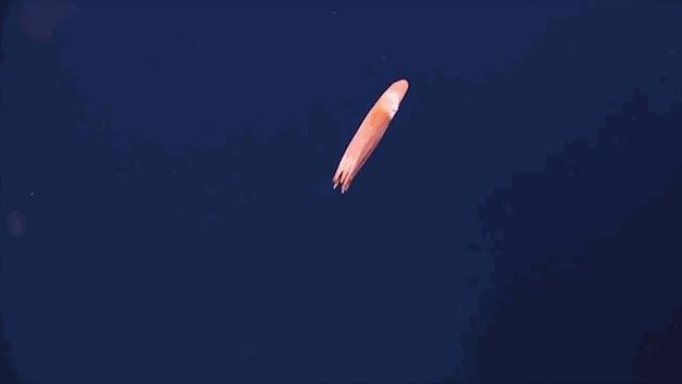 重磅！西北最大的海洋王国正式开业！西安爸妈溜娃的又一好去处！