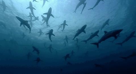 重磅！西北最大的海洋王国正式开业！西安爸妈溜娃的又一好去处！