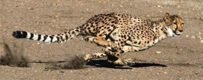 ​经典战法之猎豹出击，赚钱再也不是很难的事