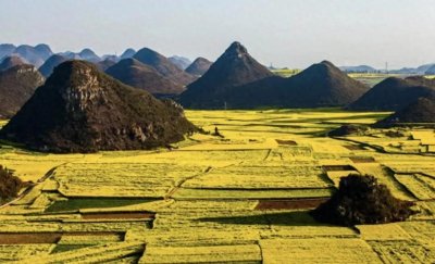 ​春暖花开，云南曲靖罗平的油菜花海又迎来了一年中最美的时刻