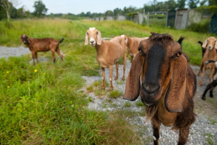山羊是聪明的社会性动物。 新研究显示，牠们可以从其他山羊的叫声中，判断对方是快乐还是沮丧。 PHOTOGRAPH BY JOEL SARTORE, NAT GE